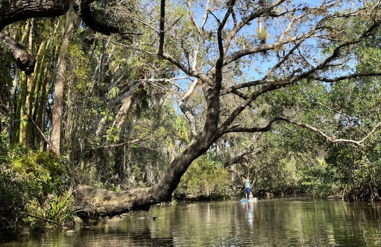Fort Myers is worth a visit for fun downtown, natural beauty and history 15 Paddleboarder on Estero River. (Photo: Bonnie Gross)