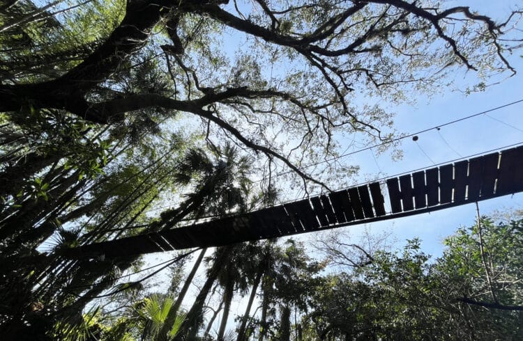 Upstream on Estero River is a gem for kayakers near Naples and Fort Myers 4 A disused pedestrian suspension bridge extends overhead along the Estero River. (All the slats on either end are removed.) (Photo: Bonnie Gross)