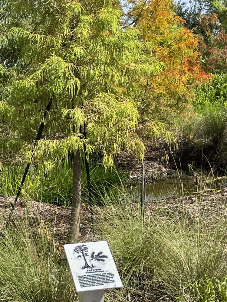 New boardwalk brings an up-close Everglades experience to Alligator Alley 5 The arboretum area has signs identifying plants and trees native to the Everglades. These cypress trees are changing to their autumn orange colors. (Photo: Bonnie Gross)