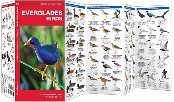 outdoors guides evergladesbirdsfieldguide Best outdoor guides for exploring Florida 2023