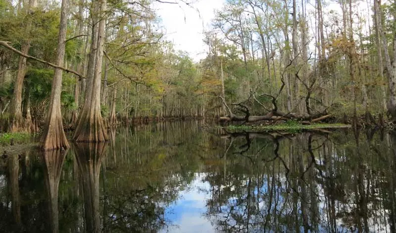 Reflections along Fisheating Creek. (Photo: Bonnie Gross)