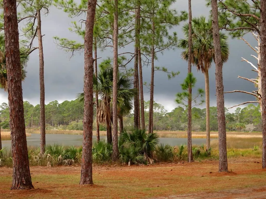 Florida State Parks faver dykes by paul comstock 8 inviting campgrounds at Florida State Parks along I-95