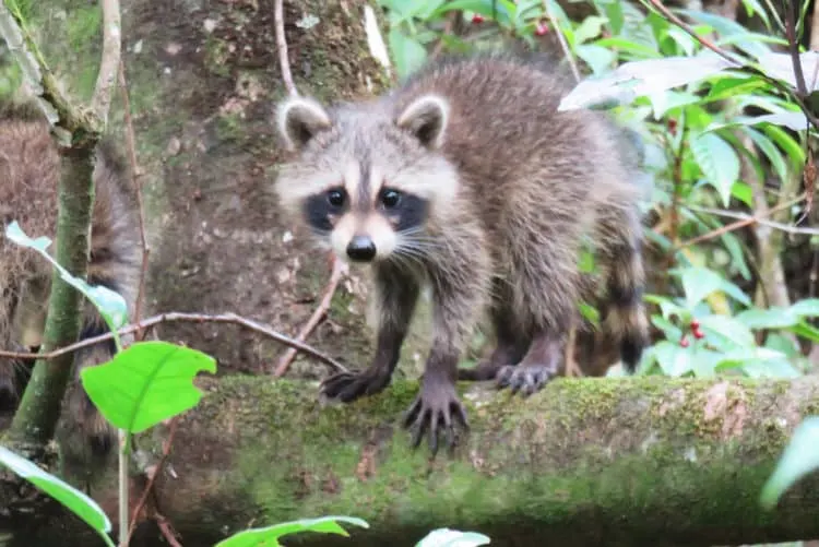 A raccoon meets our eyes along the boardwalk at Fern Forest Preserve in Broward County. (Photo: Bonnie Gross)