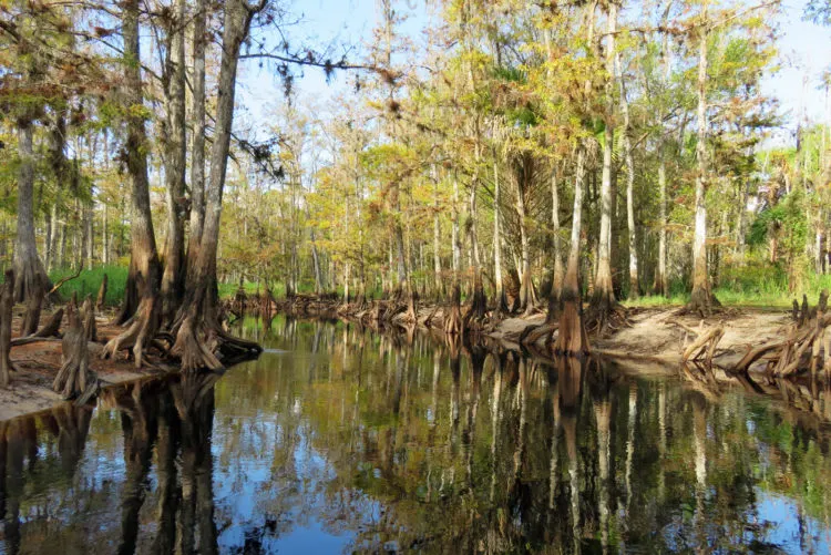 Fisheating Creek is spectacularly scenic, with every stroke of the 8-mile kayak trail bringing a photo-worthy scene and the sounds of wildlife. It's a great way to spend the first day of your road trip from Miami to Orlando. (Photo: Bonnie Gross)