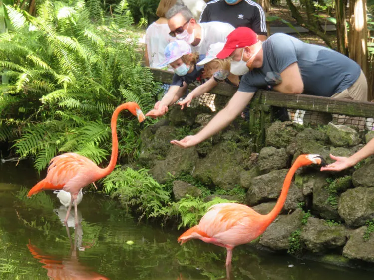 Flamingo Gardens, Davie: Flamingoes eat out of your hand. (Photo: David Blasco)