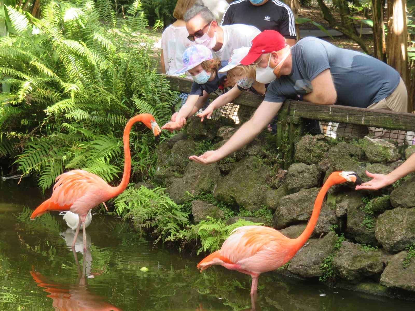 everglades camping flamingo gardens feeding birds Seven fantastic things to do with young kids in Fort Lauderdale and the region