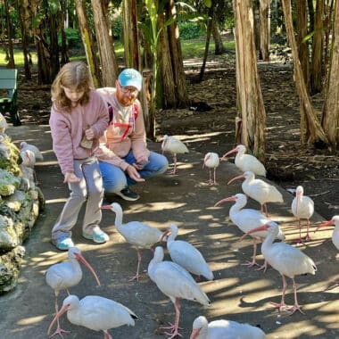 Feeding a flock of ibis at Flamingo Gardens. You can buy food for the various birds and separate food for the flamingos at the gift shop when you buy your tickets. (Photo: Bonnie Gross)