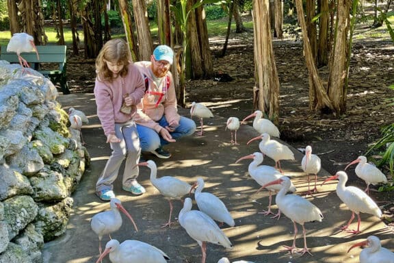 Feeding a flock of ibis at Flamingo Gardens. You can buy food for the various birds and separate food for the flamingos at the gift shop when you buy your tickets. (Photo: Bonnie Gross)