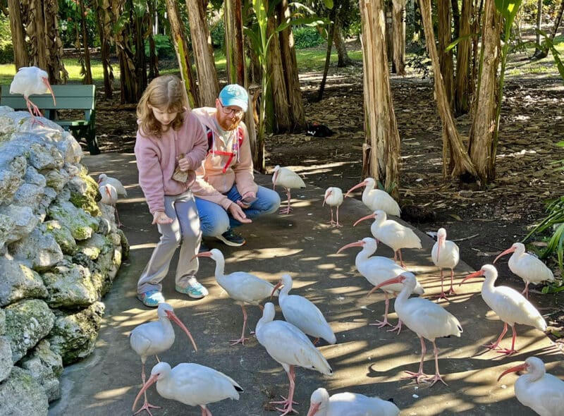 Seven fantastic things to do with young kids in Fort Lauderdale and the region 4 Feeding a flock of ibis at Flamingo Gardens. You can buy food for the various birds and separate food for the flamingos at the gift shop when you buy your tickets. (Photo: Bonnie Gross)