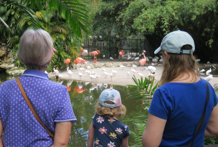 things to do with kids in fort lauderdale flamingo gardens pond Five fantastic things to do with kids in Fort Lauderdale and the region