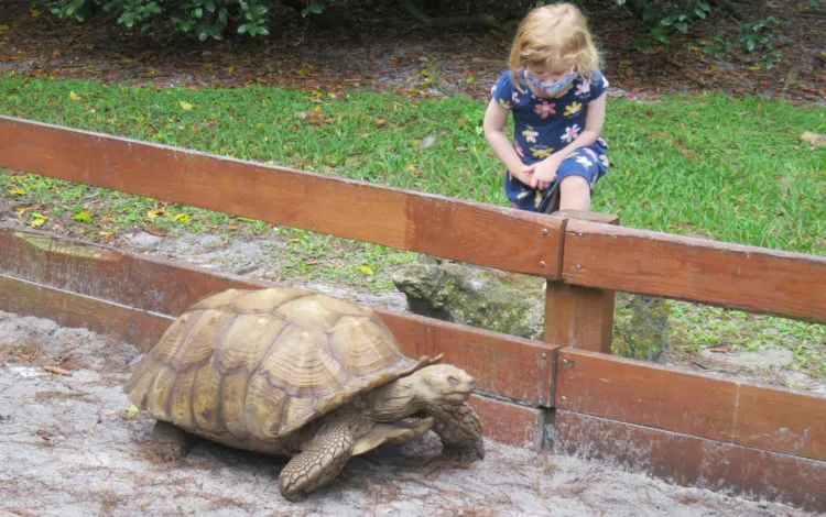 Things to do with kids in Fort Lauderdale area: Get close to the tortoises at Flamingo Gardens. (Photo: David Blasco)