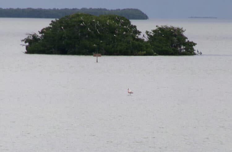 Flamingos in Florida: Back for good? 101 were counted in the wild last year 2 flamingos in florida flamingo in florida bay Flamingos in Florida: Back for good? 101 were counted in the wild last year