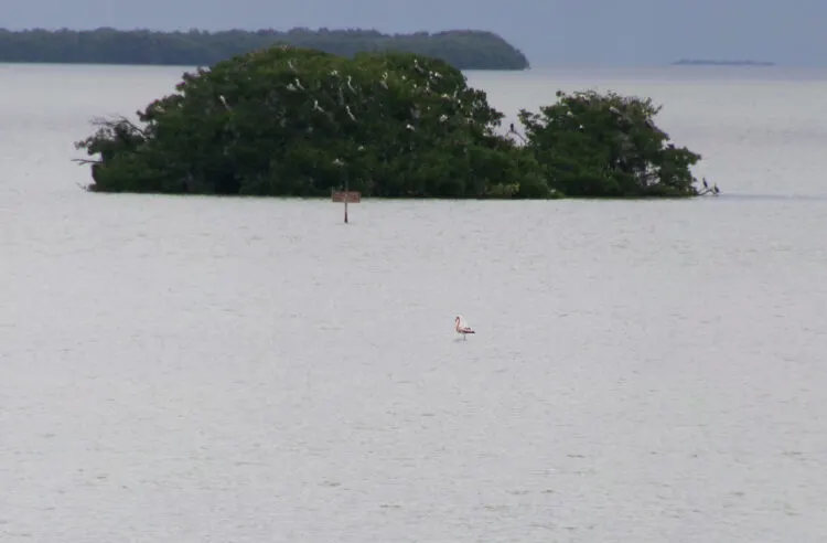 flamingos in florida flamingo in florida bay Flamingos in Florida: Back for good? Birders are spotting them