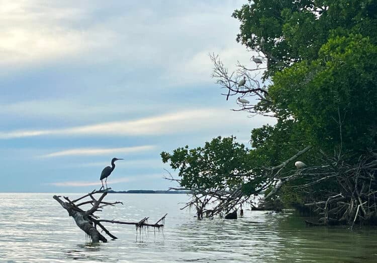 Flamingo Lodge, a new hotel, elevates Everglades National Park outpost 10 A little blue heron in the late afternoon on a kayak trip into Florida Bay from Flamingo. (Photo: Bonnie Gross)