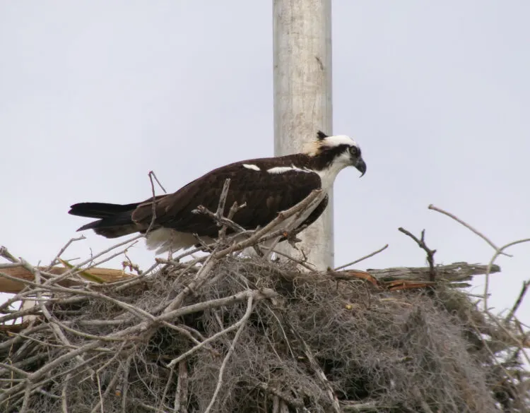 The osprey in the nest in Flamingo Marina was probably sitting on eggs during our December visit. The mate was out hunting, returning with a fish. (Photo: David Blasco)
