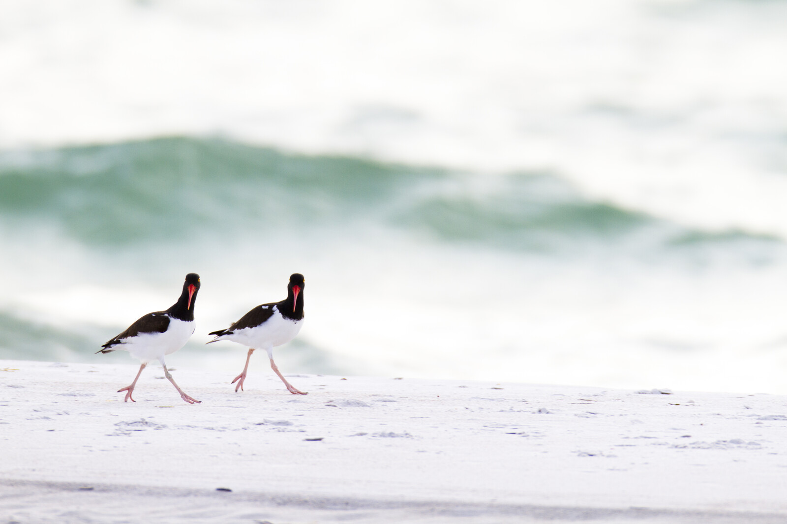 american oyster catcher fort desoto county campgrounds