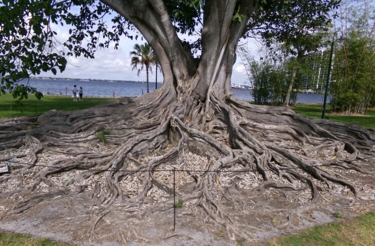 Fort Myers is worth a visit for fun downtown, natural beauty and history 3 One of the magnificent trees on the grounds of the Edison Ford Winter Estates is this Mysore Fig tree. Weddings at the estate are often held with this tree in the background . (Photo: Bonnie Gross)