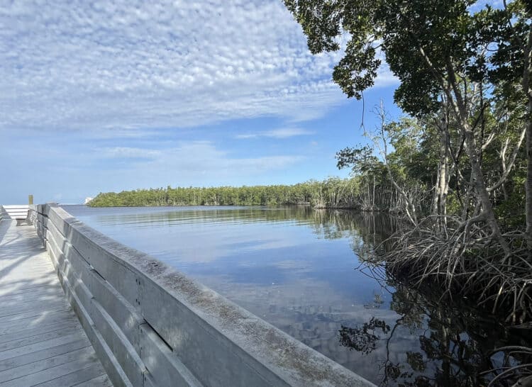 Fort Myers is worth a visit for fun downtown, natural beauty and history 11 The boardwalk at Four Mile Cove Ecological Preserve offers two sites where you have big views of the Caloosahatchee River. (Photo: Bonnie Gross)