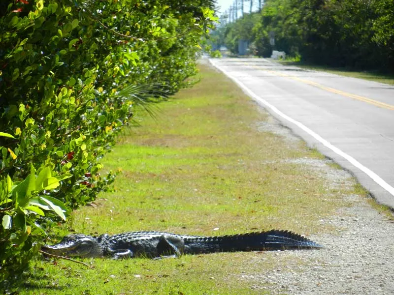 This gator sauntered across Loop Road in Big Cypress Preserve as we unloaded our bikes one April day. (Photo: David Blasco)
