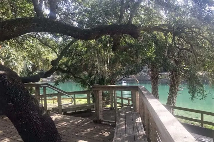 Gemini Springs Park, along the Spring to Spring Trail, has two springs to see and lovely clear water you can admire from many vantage points. (Photo: Bonnie Gross)