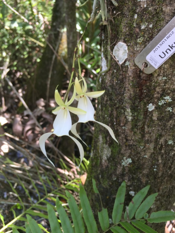 A Ghost Orchid blooming in summer along the Sönne Family Orchid Boardwalk. Photo courtesy of the Naples Botanical Garden.