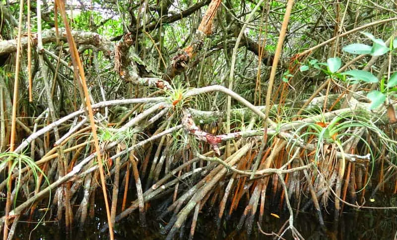 Mangroves along Halfway Creek, Everglades National Park, off the Tamiami Trail.
