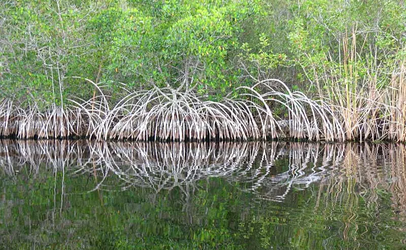 Mangroves along Halfway Creek, Everglades National Park, off the Tamiami Trail.