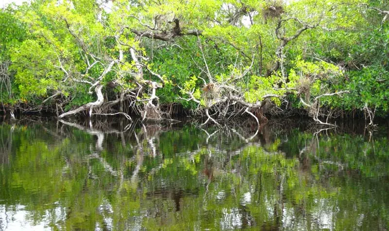 Halfway Creek, Everglades National Park, off the Tamiami Trail
