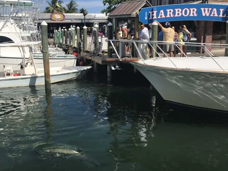 Free in Key West: At the Key West seaport, charter captains cleaning their fish attract schools of large tarpon. Note one surfacing at bottom left. (Photo: Bonnie Gross)