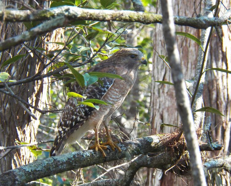 This red shouldered hawk was next to the boardwalk at Audubon Corkscrew Swamp Sanctuary. It was clearly visible up close and stayed calm and still while many visitors passed by and clicked cameras. (Photos: Bonnie Gross)
