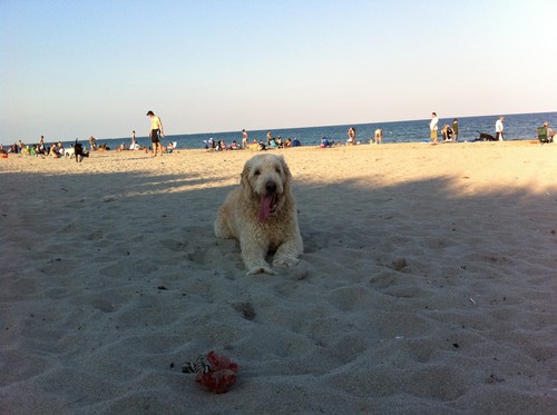 dog friendly beaches Hollywood Dog Beach