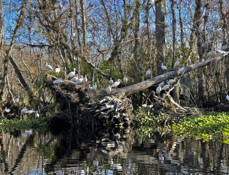 Hontoon Island: Wild island in St. Johns River reopens camping and cabins 2 Hundreds of ibis were roosting along the Hontoon Dead River when we kayaked it on a January afternoon. (Photo: Bonnie Gross)