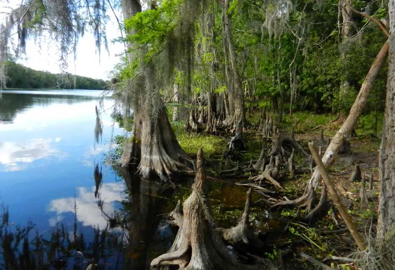 The Hontoon Dead River is part of a great kayak or canoe trail around Hontoon Island State Park. This view with its cypress knees is from the Hammock Hiking Trail. (Photo: Bonnie Gross)
