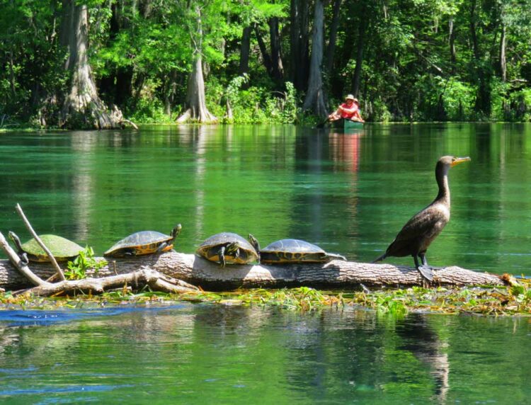 Ichetucknee Springs State Park is turtle paradise. (Photo: David Blasco)