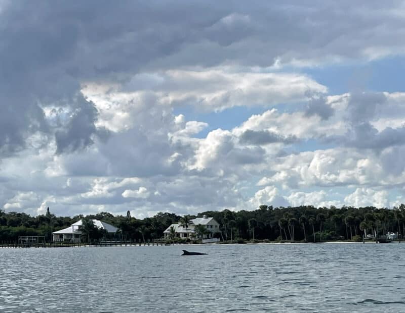 Sebastian: An old Florida river town and great base for kayaking and exploring 9 Kayaking on the Indian River Lagoon, we repeatedly saw dolphins singly or in pods cruising and fishing. (Photo: David Blasco)