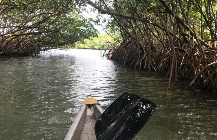 Kayaking the Indian River Lagoon: A mangrove tunnel near Little Jim Marina. (Photo: Bonnie Gross)
