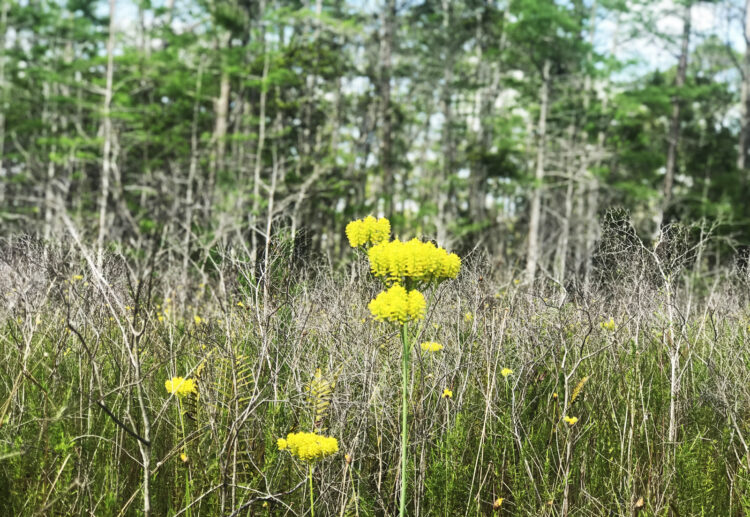Jonathan Dickinson State Park: Wildflowers blooming in spring along the "red" segment in the EaglesView Multi-use Trail System. (Photo: Bonnie Gross)