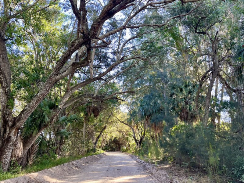 
Not all of the Historic Jungle Trail looks like this, but in its prettiest sections, it captures that iconic Old Florida feel. (Photo: Bonnie Gross)