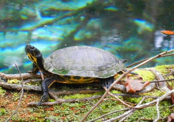 Turtles are among the plentiful wildlife at Juniper Spring. (Photo: Bonnie Gross)