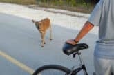 Key Deer on No Name Key. (Photo: Bonnie Gross)