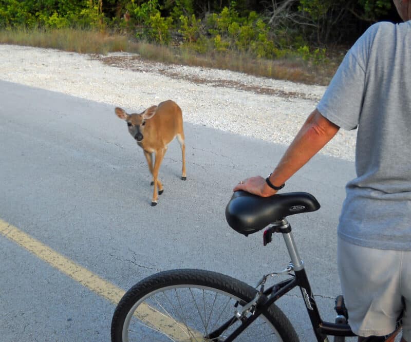 Key Deer on No Name Key. (Photo: Bonnie Gross)