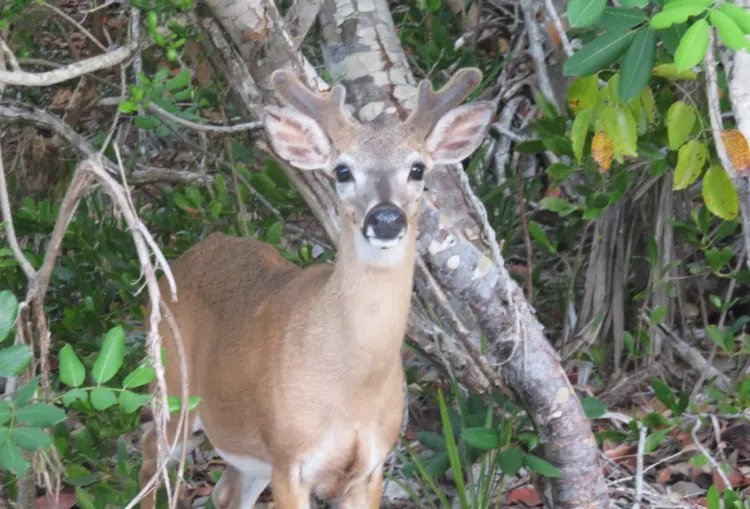 National Wildlife Refuges in Florida: A Key deer with antlers emerging on No Name Key. (Photo: David Blasco)