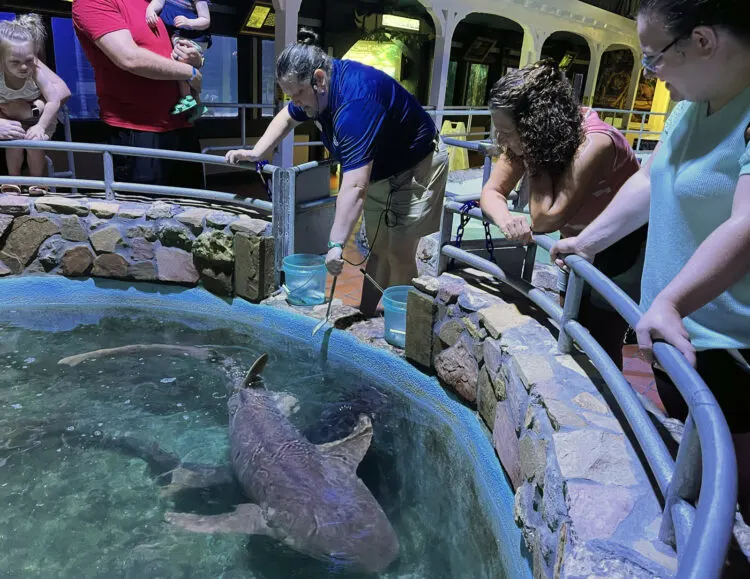 The nurse sharks were sleeping, but the tour guide finally got their attention and they began patrolling the tank. (Photo: Bonnie Gross)