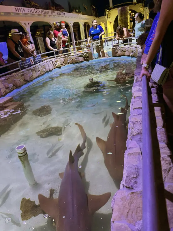 Key West Aquarium shark tank. (Photo: Bonnie Gross)