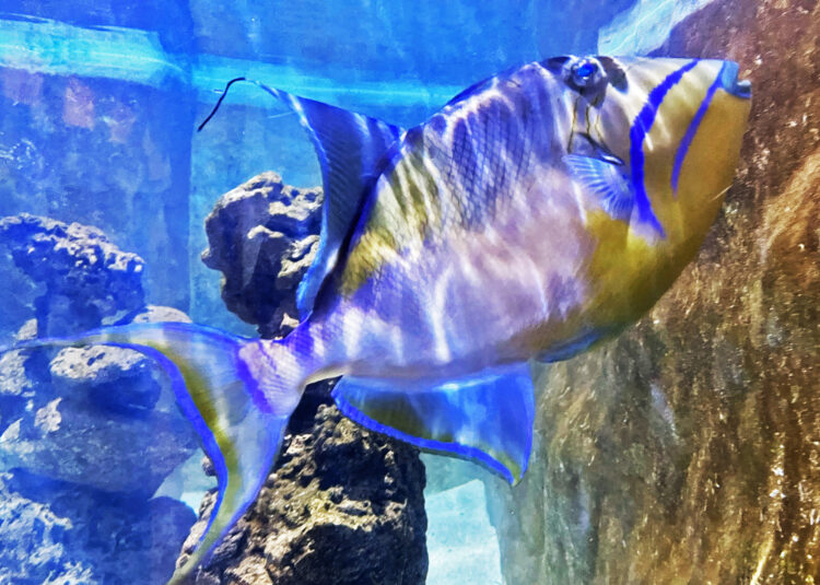 A queen triggerfish at the Key West Aquarium. (Photo: David Blasco)