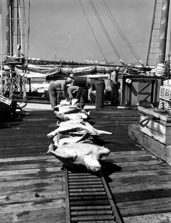 Sea turtles on Key West Historic Seaport dock after their removal from the turtle boat in 1966. (Photo from Florida Memory Project.)