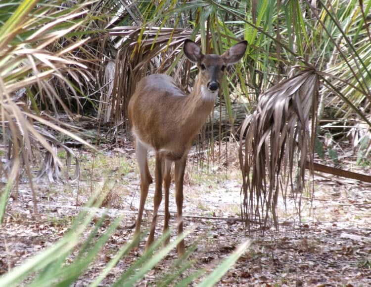 Lake Kissimmee State Park: Away from it all and back in time 8 Deer along the trail at Lake Kissimmee State Park. (Photo: David Blasco)