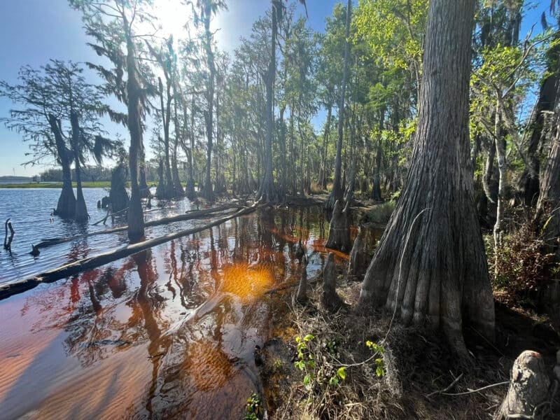 Lake Louisa State Park pairs perfectly before, after or during a Disney trip 12 ypress-lined lake at Lake Louisa State Park. (Photo: Bonnie Gross)