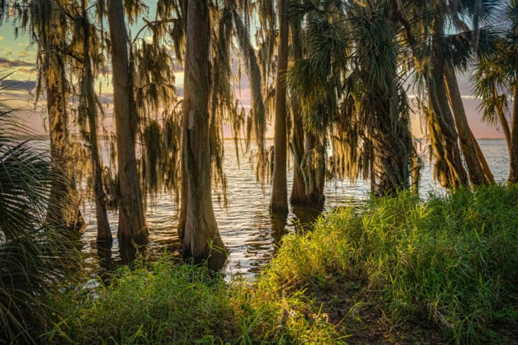 Circle B Bar Reserve: Lakeland preserve with shady trails reopens a favorite trail 2 Circle B Bar Reserve lakeland circle b golden kyle Circle B Bar Reserve: Lakeland preserve with shady trails reopens a favorite trail