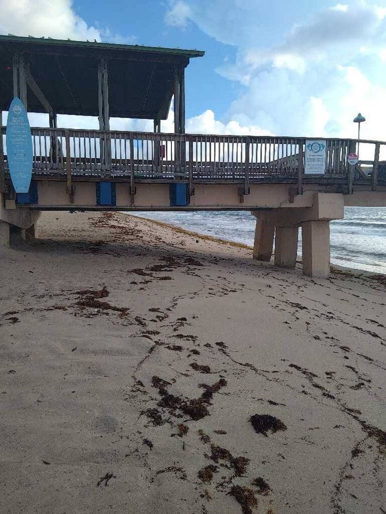 Seaweed Updates 3 sargassum seaweed lbts pier seaweed Seaweed Updates